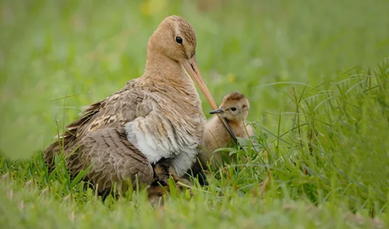 ๐ฟ๐ฆ Broedseizoen Alert! ๐ท๐ธ