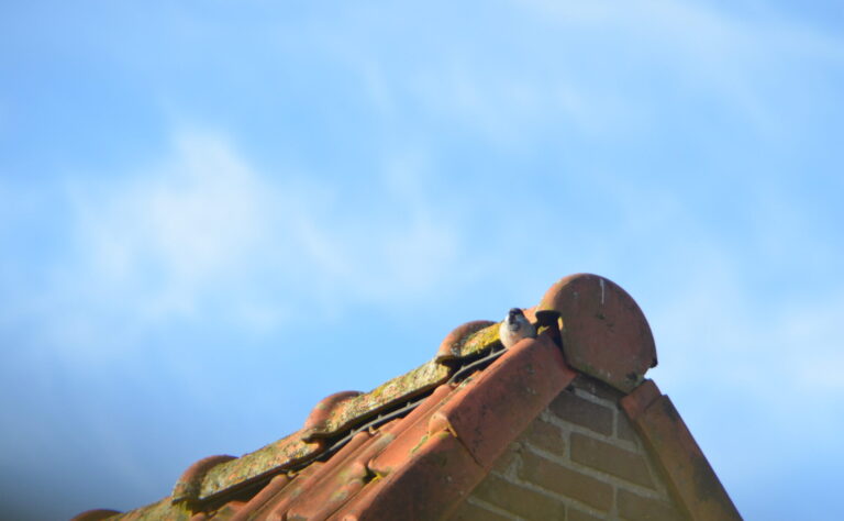 De huismus: Gezellig gekwetter