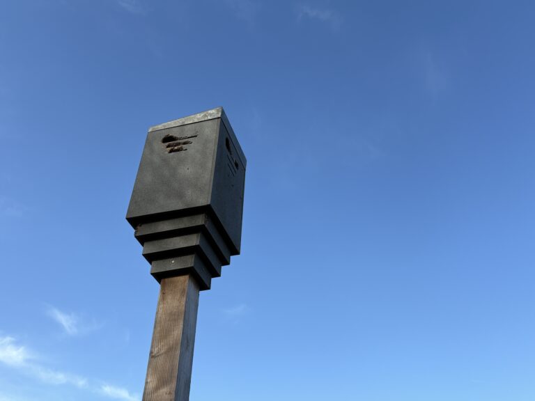 Specht vs. Vleermuizen: een verrassende strijd om woonruimte!ย ๐ฆ๐จ