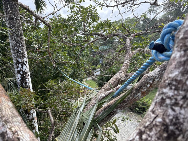 Wilde life Rope bridges in Bocas del Toro, Panama