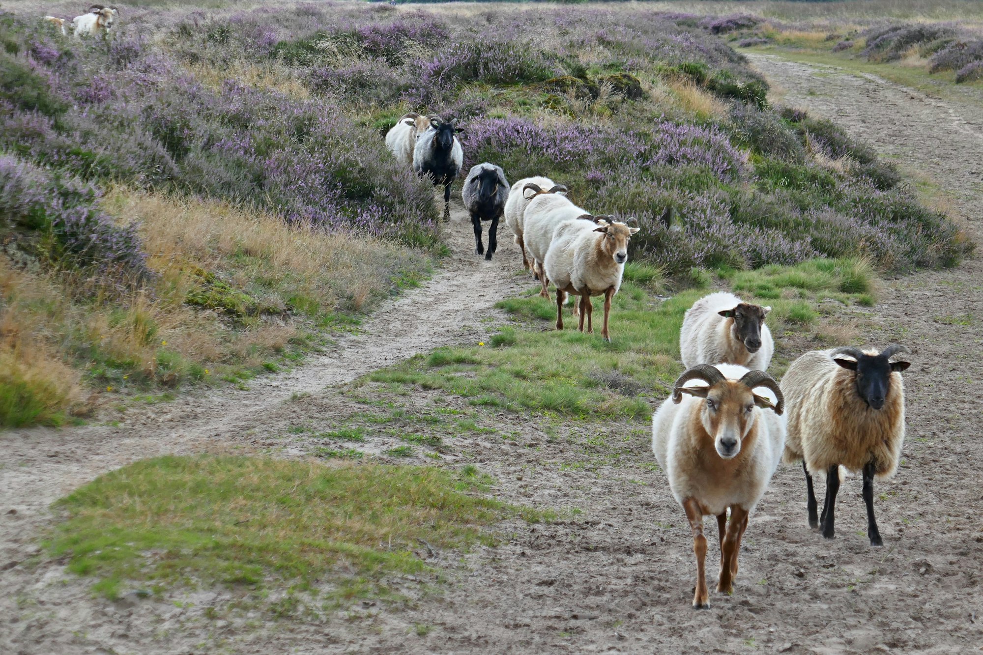 Drenthe heide broedvogels
