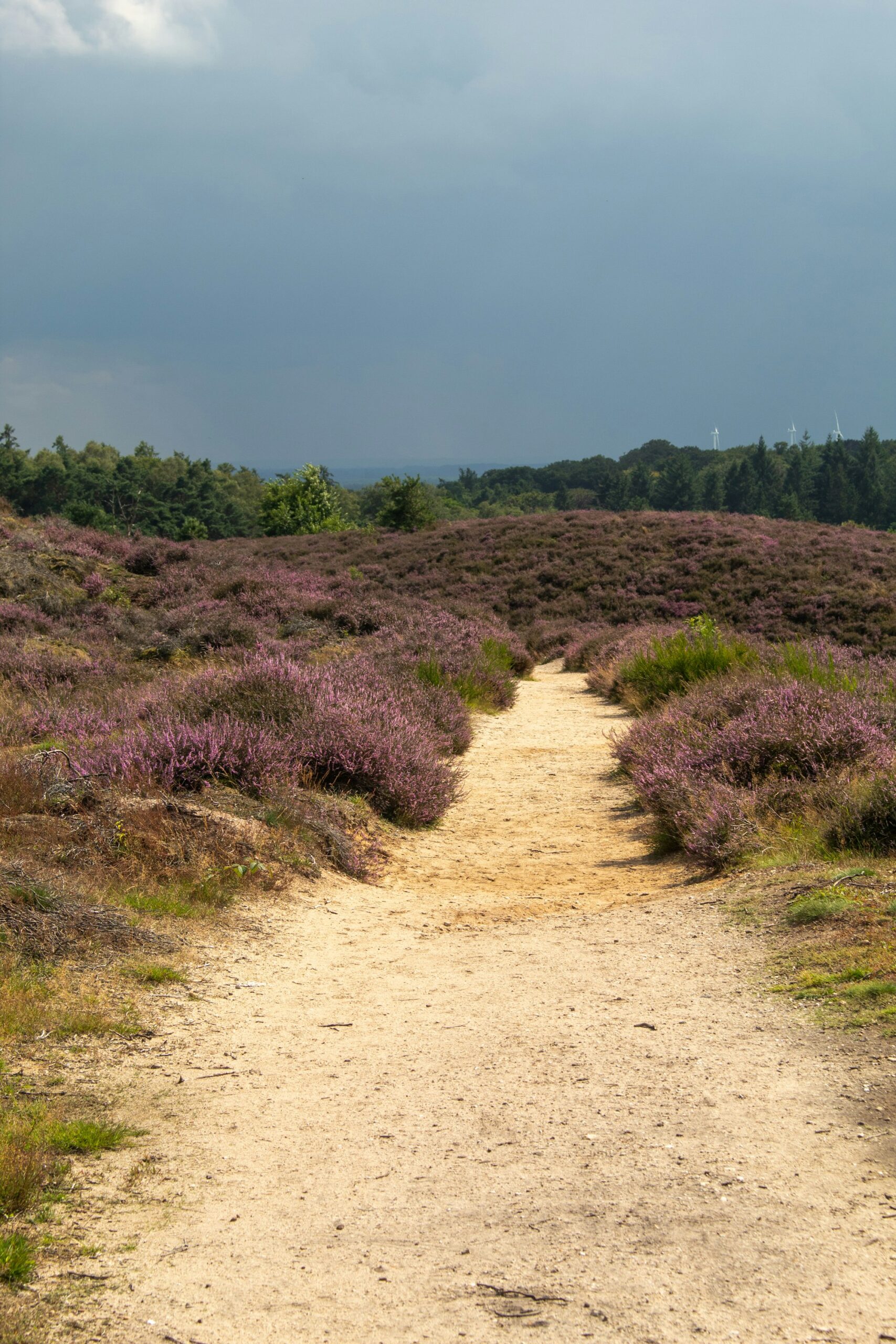 Gelderland Veluwe heide broedvogels