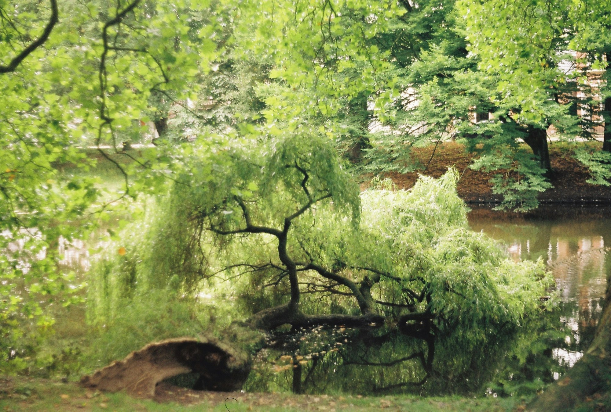 Groningen landschap broedvogels