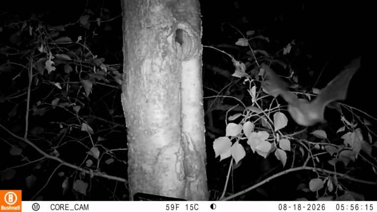 Wildcameraopname: invliegende vleermuis met gespreide vleugels bij de boomholte, 18 augustus 2026
